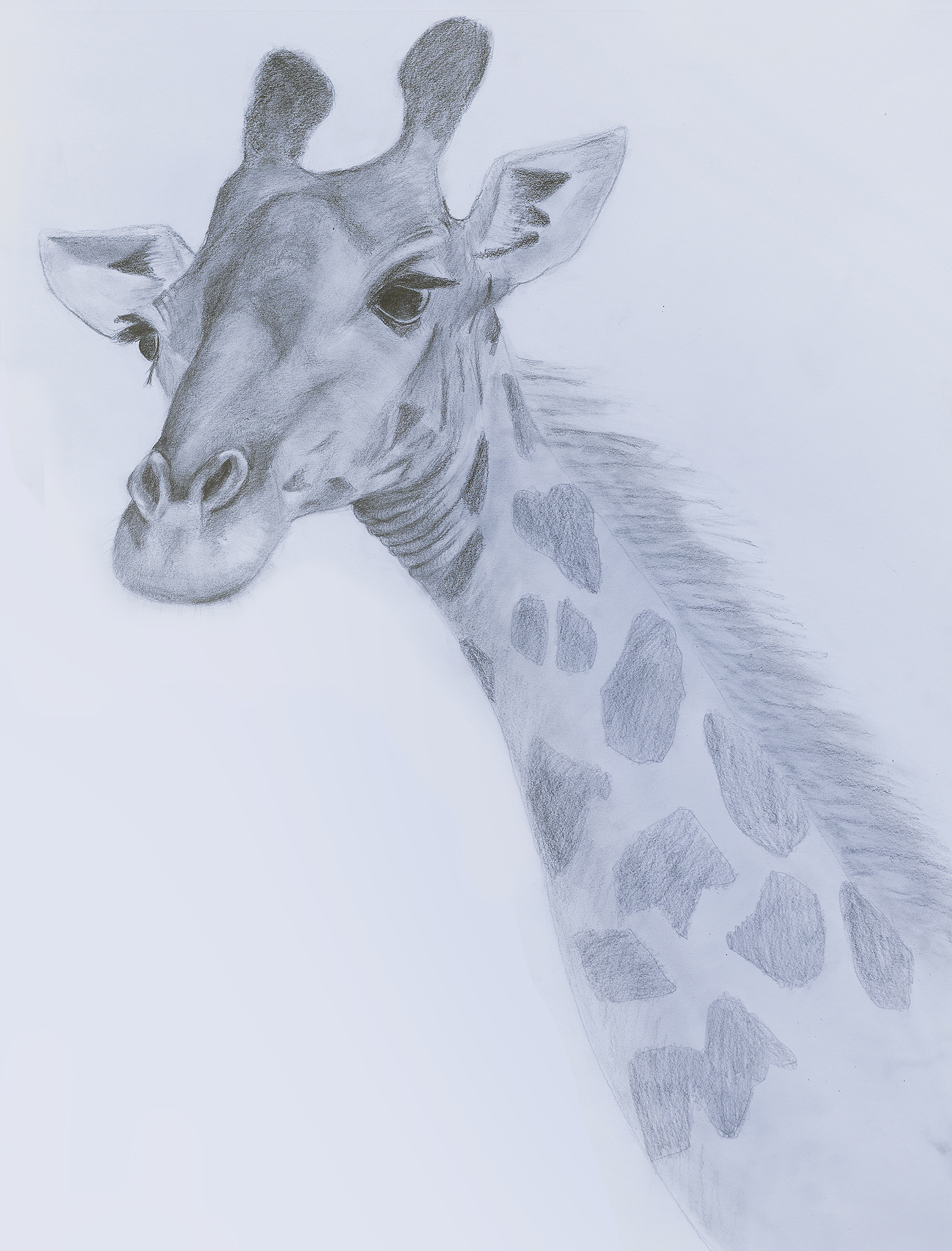 Masai Giraffe
