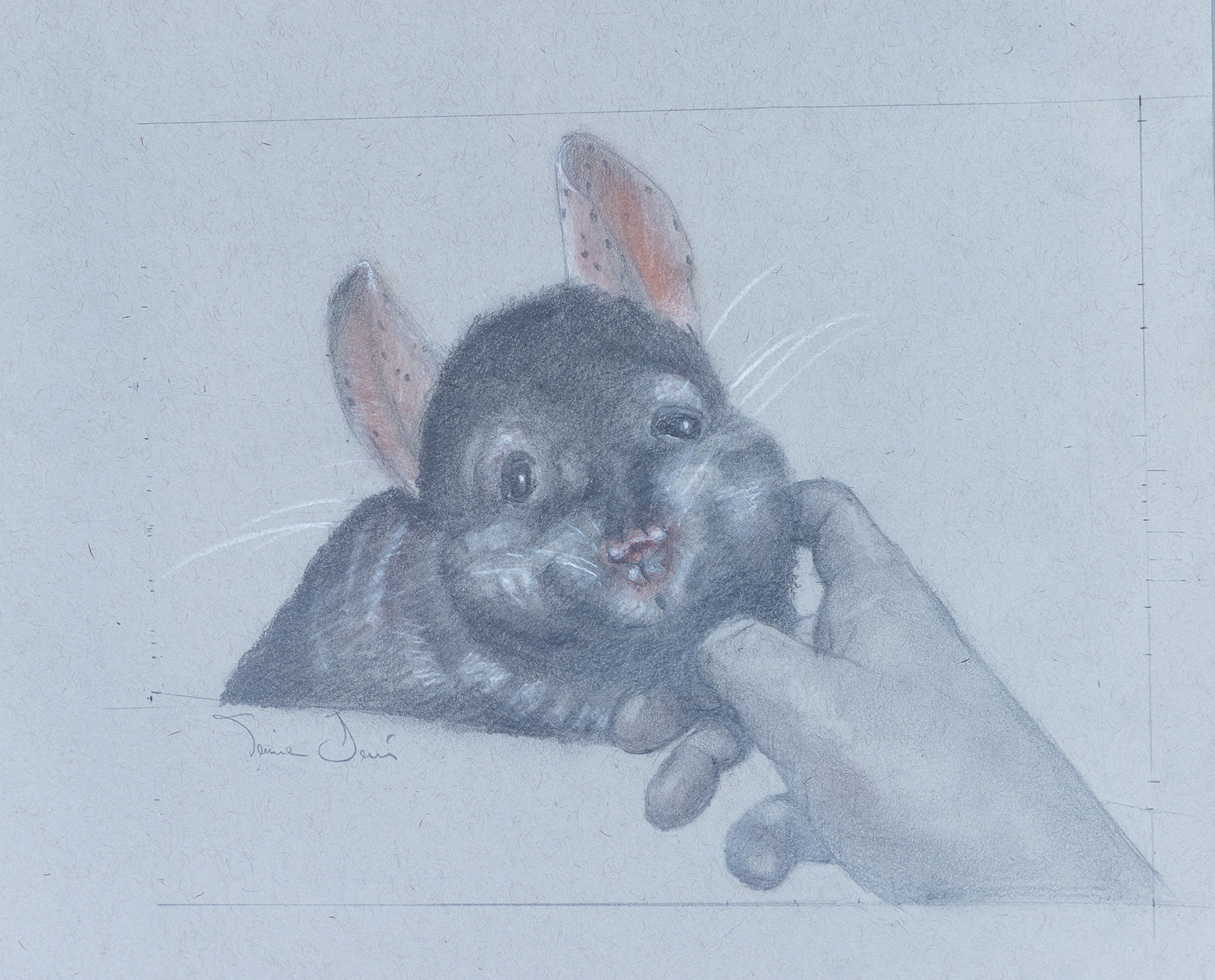 Dusty the Chinchilla