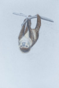 Two Toed Hoffmann Sloth