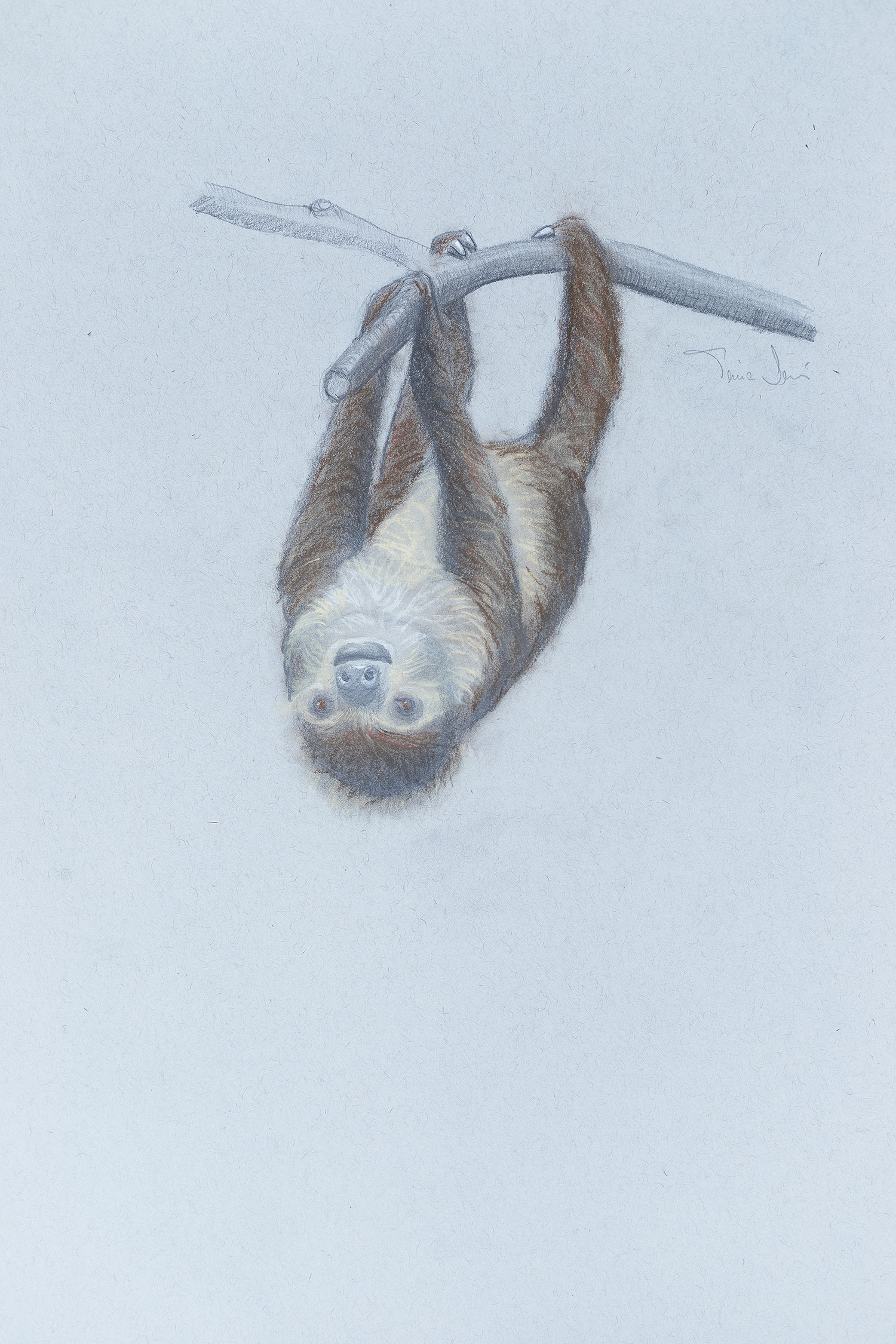 Two Toed Hoffmann Sloth